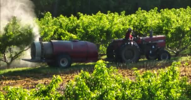 Farmer Tractor Sprays Fruit Trees Orchard Aerial View Golden Hour — Vídeo de Stock