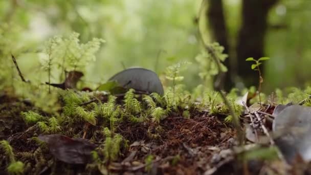 Detailaufnahme Der Vegetation Des Hornopiren Nationalparks Hualaihue Südchile — Stockvideo