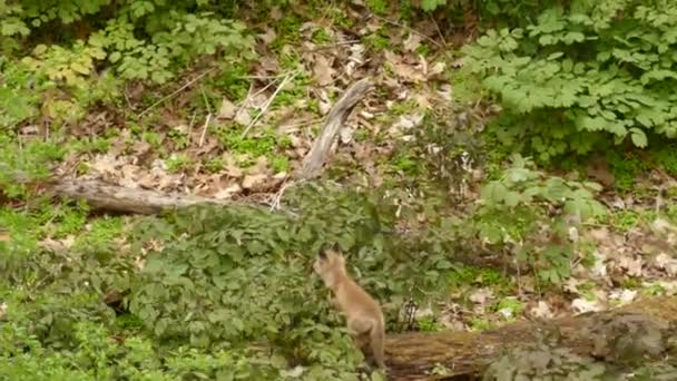自然の中を走る赤いキツネ 孤立した広いキツネのショット 夏の晴れた日の間に木と池の背景で草を探しています — ストック動画
