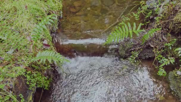 Liten Bäck Med Kaskad Alerce Andino Nationalpark Södra Chile — Stockvideo