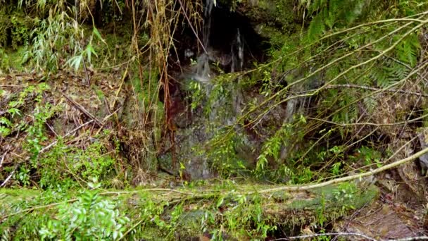 Ręczna Robota Małego Wodospadu Parku Narodowym Alerce Andino Południowe Chile — Wideo stockowe