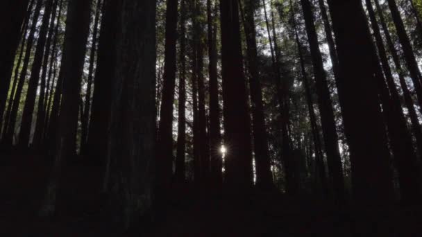 Kézi Sziluettek Fák Napsugarak Szűrő Keresztül Fák Philippi Park Puerto — Stock videók