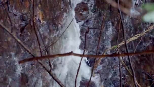 Vista Vertical Río Escondido Entre Ramas Árboles Hornopiren Sur Chile — Vídeos de Stock