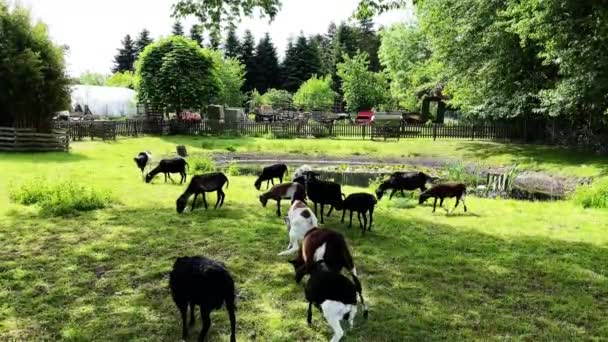 Eine Horde Ziegen Geißböcke Und Ziegenbabys Grasen Auf Einer Grünen — Stockvideo