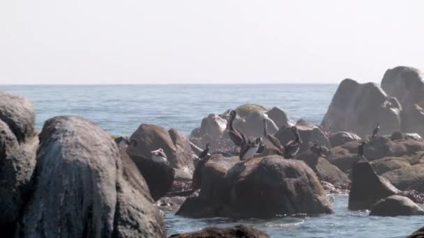 Pélican Péruvien Assis Sur Côte Rocheuse Mer Avec Des Vagues — Video