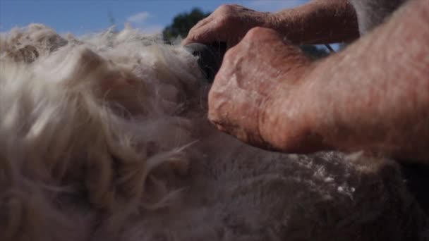 Nůžky Pomocí Řezného Nástroje Holení Srsti Alpaky Zvířete Zblízka — Stock video