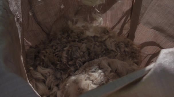 Alpaca Tıraş Edilmiş Yün Parçaları Torbaya Düşüyor Yavaş Çekimde — Stok video