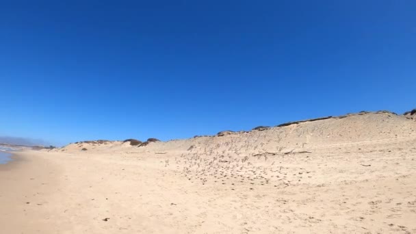 Κόργκι Φοβίζει Τους Αμμόλοφους Που Αναπαύονται Στην Παραλία — Αρχείο Βίντεο