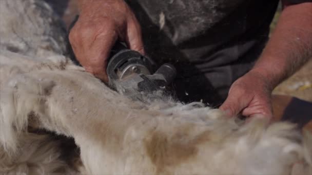 Bär Försiktigt Skära Dyra Alpaca Ull Från Djur Slow Motion — Stockvideo