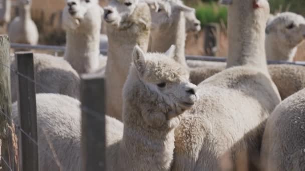 Lugn Fluffig Grupp Alpacas Står Tillsammans Bakom Gården Staket — Stockvideo