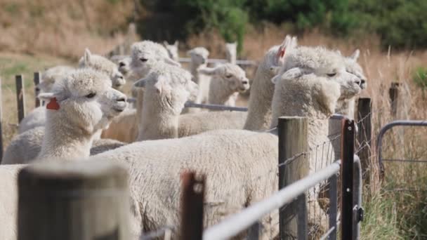 Ciekawy Alpaki Patrząc Długopis Ogrodzeniu Słoneczny Dzień Ranczu Farma Futra — Wideo stockowe