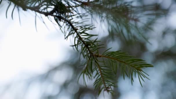 Närbild Tall Nålen Gren Faller Bort Till Fokus Abstrakt Bakgrund — Stockvideo