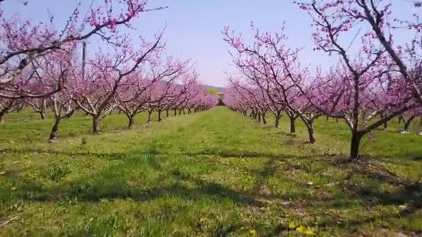 Повітряний Вид Персикового Саду Повному Розквіті Сільській Місцевості Франції Піднімаючись — стокове відео