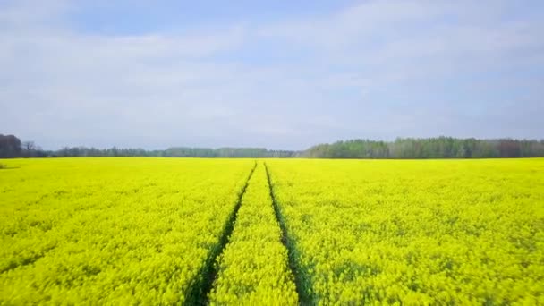 Luftüberflug Blühendes Rapsfeld Brassica Napus Überflug Gelber Rapsblüten Idyllische Bauernlandschaft — Stockvideo