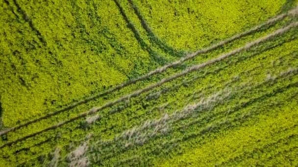 Aerial Flyover Blooming Rapeseed Brassica Napus Field Flying Yellow Canola — Video