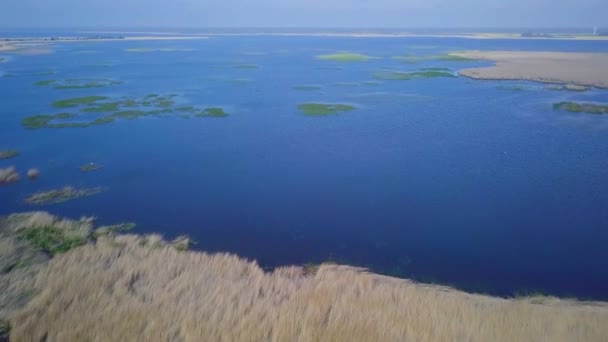 茶色の葦と青い水で覆われた湖の空中ビュー Liepaja ラトビア 晴れた日 穏やかな天候 前方に移動する広角ドローンショット — ストック動画