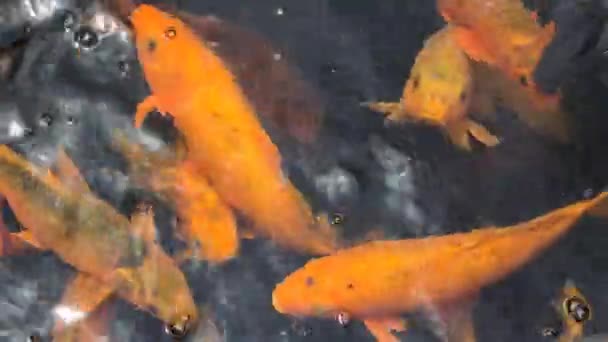 Narancs Koi Ponty Úszás Vízben Bali Sziget Indonézia — Stock videók