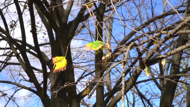 Кілька Осінніх Листя Залишилося Оголеному Білому Шовковичному Дереві Повільний Рух — стокове відео