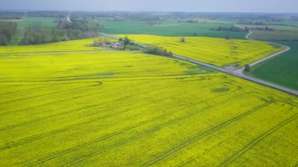 Aerial Flyover Blommande Raps Brassica Napus Fält Flyger Över Gula — Stockvideo
