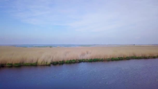 Vue Aérienne Lac Envahi Par Des Roseaux Bruns Eau Bleue — Video
