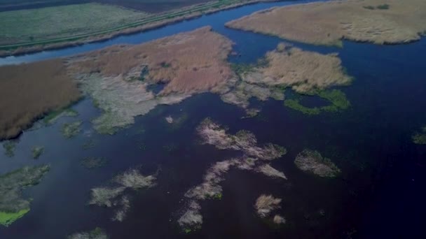 Letecký Pohled Ptačí Perspektivy Jezero Zarostlé Hnědou Rákosí Modrou Vodou — Stock video
