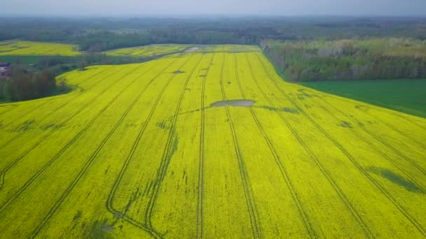 Воздушный Пролет Цветущий Рапс Brassica Napus Поле Пролет Над Желтыми — стоковое видео