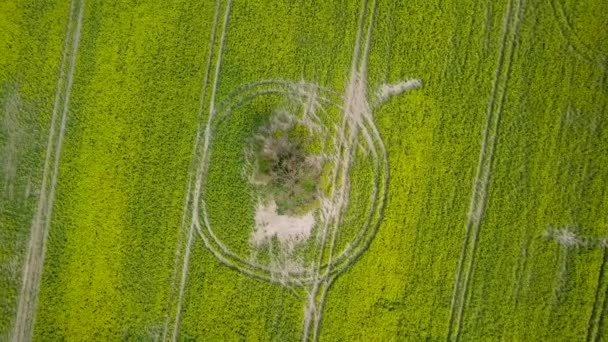 Hava Üstgeçidi Açan Kolza Tohumu Brassica Napus Tarlası Sarı Kanola — Stok video