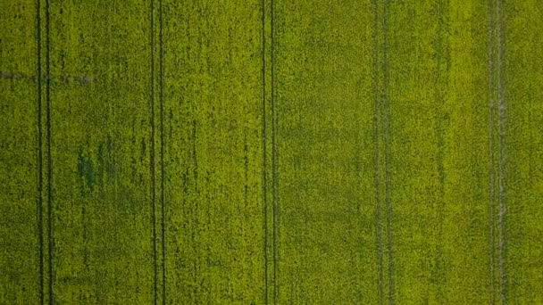 Aerial Flyover Blooming Rapeseed Brassica Napus Field Flying Yellow Canola — Video Stock