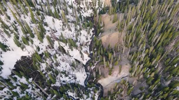 Przechyla Się Nad Rzeką Rio Grande Lesie Kolorado — Wideo stockowe