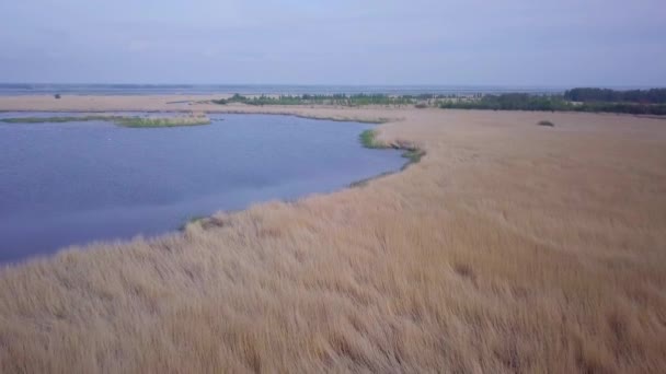 Kahverengi Sazlıklar Mavi Suyla Kaplanmış Gölün Havadan Görünüşü Liepaja Gölü — Stok video