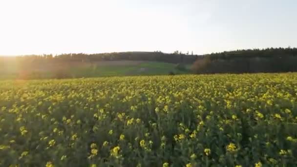 ドイツの日没時に開花する菜の花畑の上の低速飛行のドローン映像 広角空撮 — ストック動画