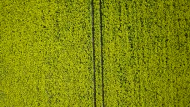 空中飞越盛开的油菜籽 Brassica Napus 飞越黄色的油菜花 田园诗般的农民风景 美丽的自然背景 阳光明媚的春日 鸟巢无人机向后飞去 — 图库视频影像
