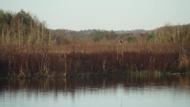 Zeldzame Bedreigde Vogel Stekels Rood Gevleugelde Merel Vliegen Van Riet — Stockvideo