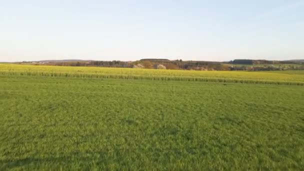 Latanie Nad Dużym Żółtym Polem Rzepakowym Zachodzie Słońca Niemczech Szeroki — Wideo stockowe