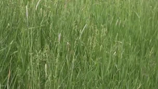 草地の緑の草 低角度表示 — ストック動画