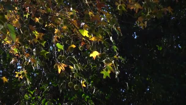 American Sweetgum Liquidambar Styraciflua Осіннє Листя Повільний Рух — стокове відео