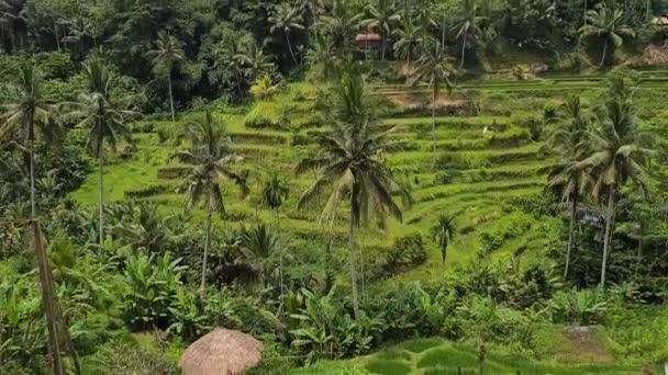 Isla Bali Indonesia Terrazas Arroz Tegallalang Paisaje Verde Campos Agrícolas — Vídeos de Stock