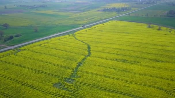 Aerial Flyover Blommande Raps Brassica Napus Fält Flyger Över Gula — Stockvideo