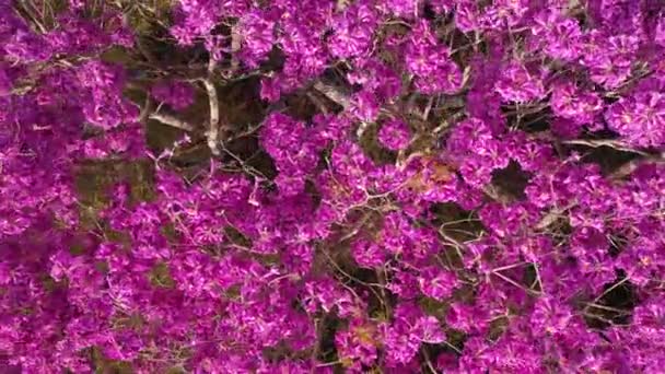 Luchtfoto Van Paarse Ipe Boom Edelhout Bloei Bloemen — Stockvideo