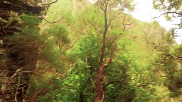 位于葡萄牙马德拉岛的莱瓦达25泉与远足者一同走过的天然绿树景观与景观 Panning Handheld — 图库视频影像