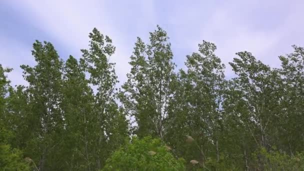 Wind Blowing Green Cottonwood Treetops — Video Stock