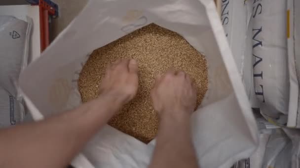 Person Hand Taking Hrst Malt Grains Poured Pack Beer Factory — Stock video