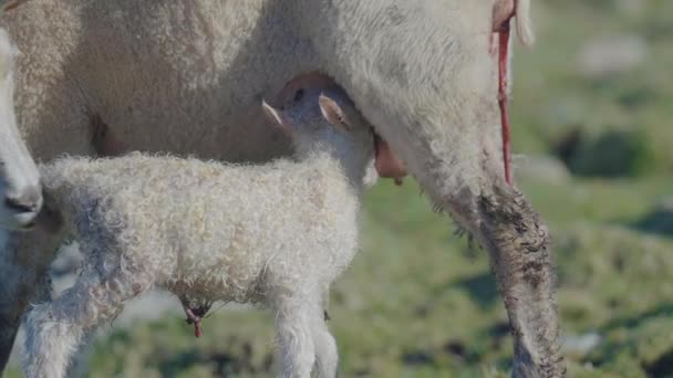 Bonito Cordeiro Recém Nascido Está Brestfeeding Ovelhas Mãe Pela Primeira — Vídeo de Stock