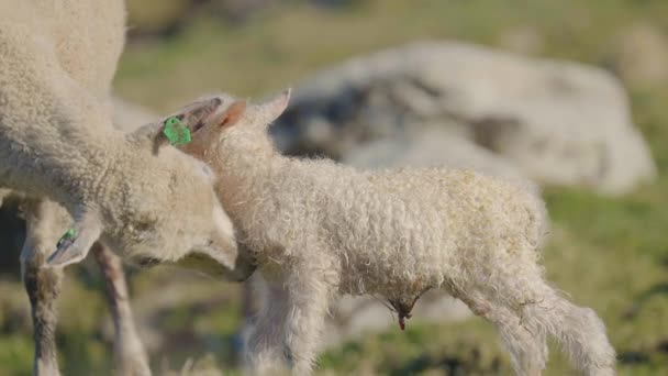 Ovelhas Mãe Limpando Seu Cordeiro Recém Nascido Cena Animal Bonito — Vídeo de Stock