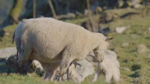 Gururlu Anne Koyun Yeni Doğmuş Kuzu Ikizlerine Bakıyor Sevimli Bebek — Stok video