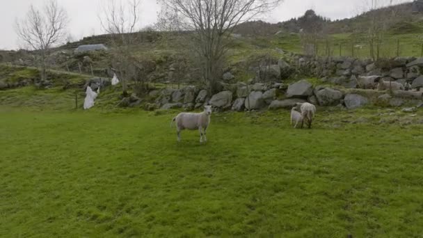 好奇的羊正在看着无人驾驶飞机飞来飞去 而另一只羊在喂羊 — 图库视频影像