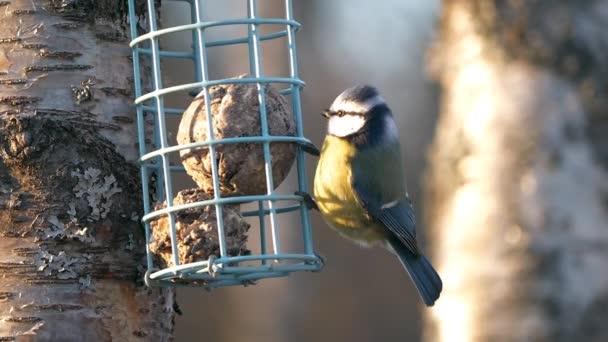 Small Blue Tit Bird Yellow Stomach Eating Hanging Feeder Slow — ストック動画