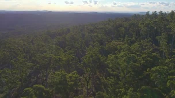 Vista Aérea Para Sol Sobre Floresta Estadual Wombat Perto Lyonville — Vídeo de Stock