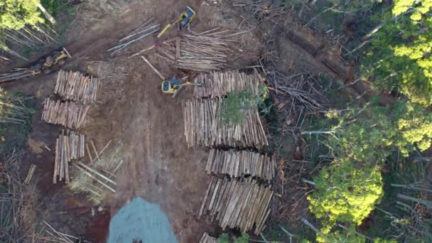 Slowly Rising Vertical Drone Footage Salvage Tree Logging Activities Wombat — Vídeos de Stock