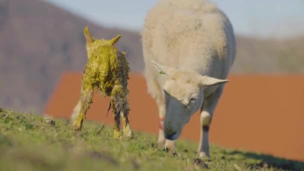 Afterbirth Scene Lambing Season Newborn Lamb Standing First Time — Vídeos de Stock